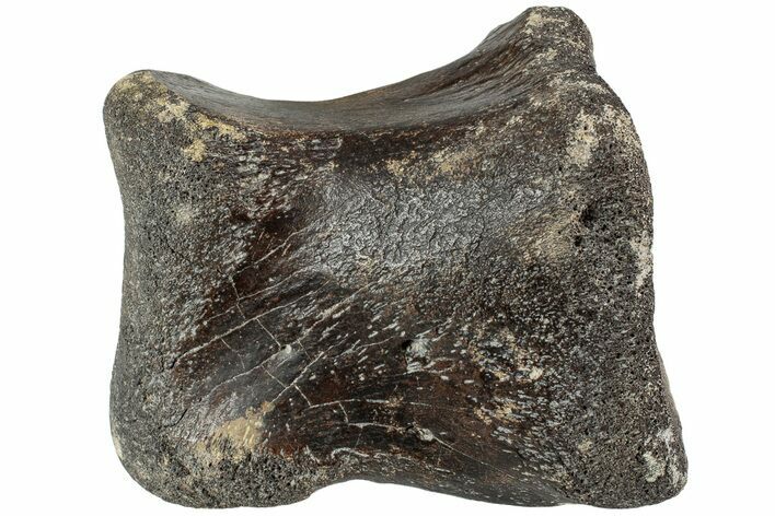 Gorgeous Hadrosaur (Edmontosaurus) Phalanx - Wyoming #229123